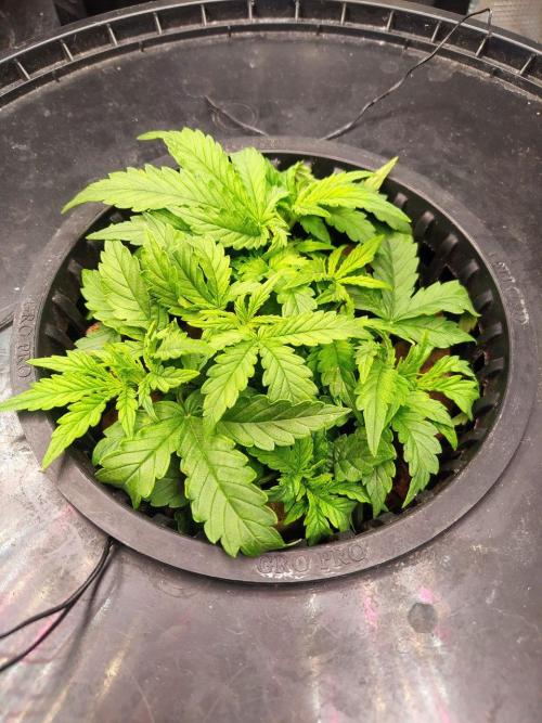 DWC Fast Buds Banana Purple Punch Auto. Week 5 - 1.2.2026