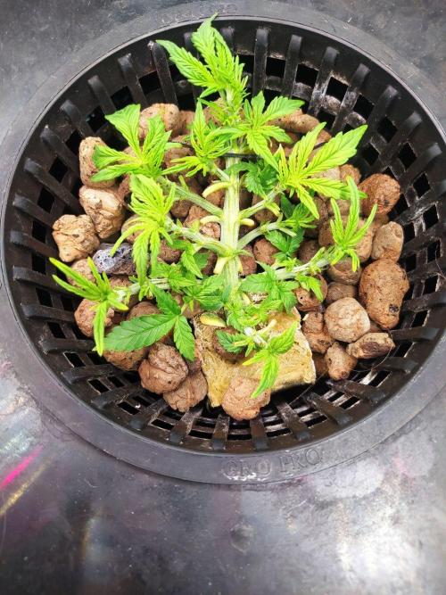 DWC Fast Buds Banana Purple Punch Auto. Week 5 - 1.2.2026