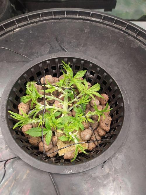 DWC Fast Buds Banana Purple Punch Auto. Week 5 - 2.2.2026