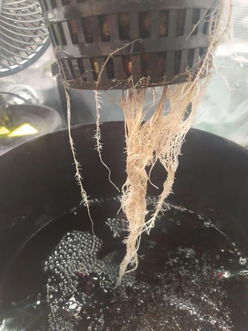 DWC Fast Buds Banana Purple Punch Auto. Week 5 - 3.2.2026