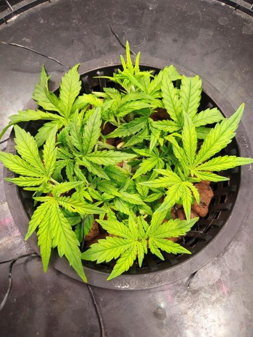 DWC Fast Buds Banana Purple Punch Auto. Week 5 - 4.2.2026