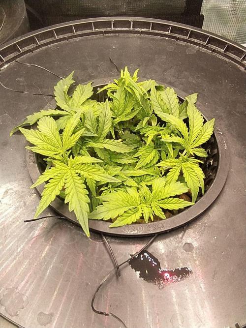 DWC Fast Buds Banana Purple Punch Auto. Week 6 - 4.2.2026