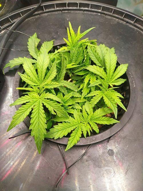 DWC Fast Buds Banana Purple Punch Auto. Week 6 - 5.2.2026