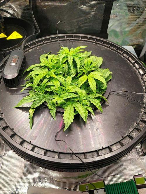 DWC Fast Buds Banana Purple Punch Auto. Week 6 - 7.2.2026