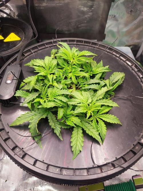 DWC Fast Buds Banana Purple Punch Auto. Week 6 - 8.2.2026