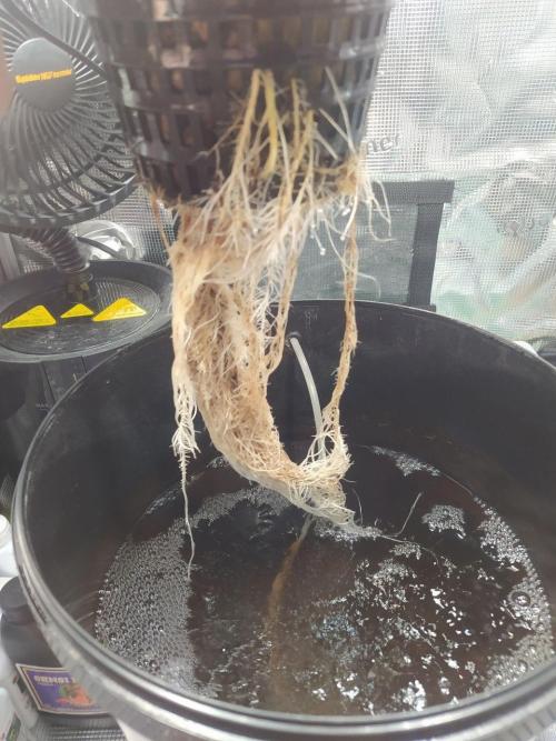 DWC Fast Buds Banana Purple Punch Auto. Week 6 - 8.2.2026