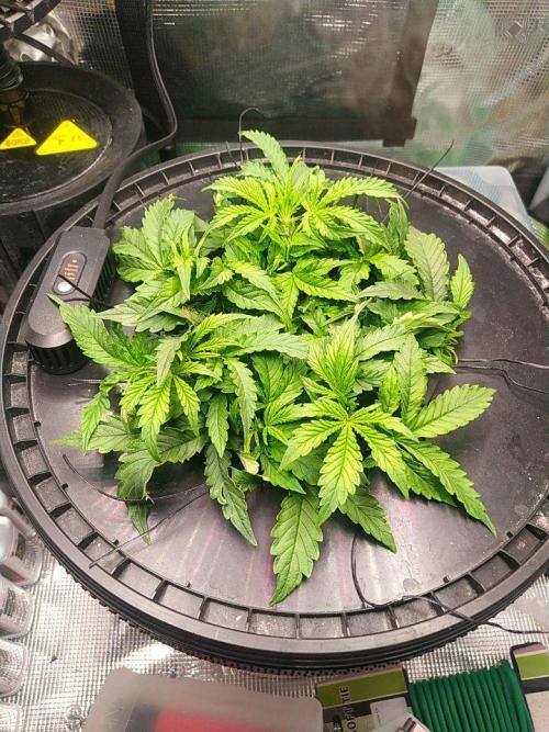 DWC Fast Buds Banana Purple Punch Auto. Week 6 - 9.2.2026