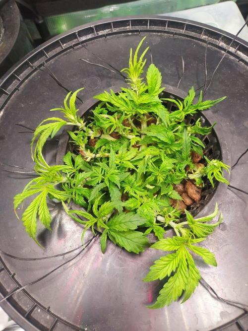 DWC Fast Buds Banana Purple Punch Auto. Week 6 - 9.2.2026