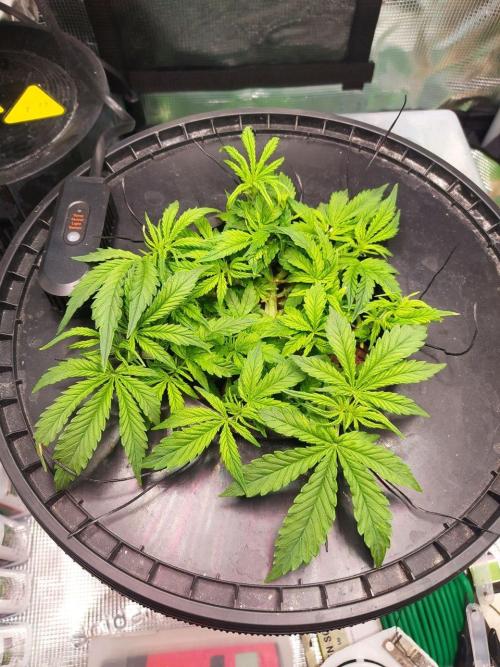 DWC Fast Buds Banana Purple Punch Auto. Week 7 - 11.2.2026