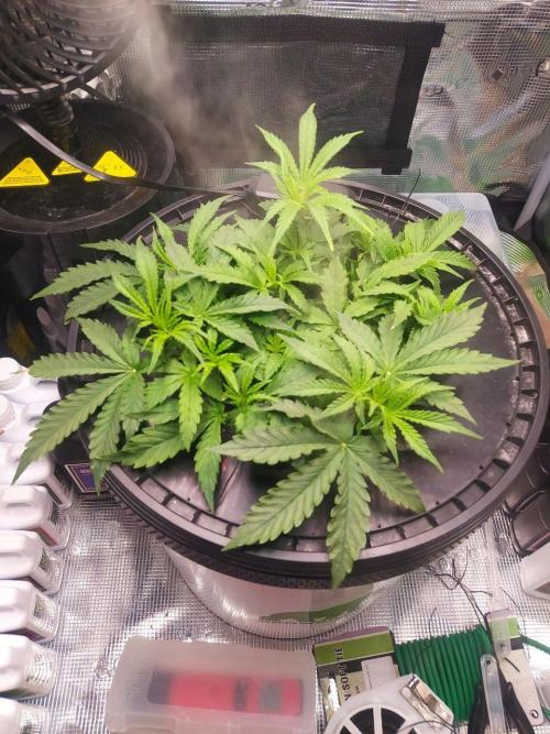 DWC Fast Buds Banana Purple Punch Auto. Week 7 - 13.2.2026