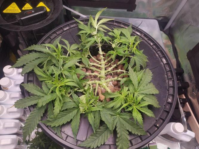 DWC Fast Buds Banana Purple Punch Auto. Week 7 - 13.2.2026