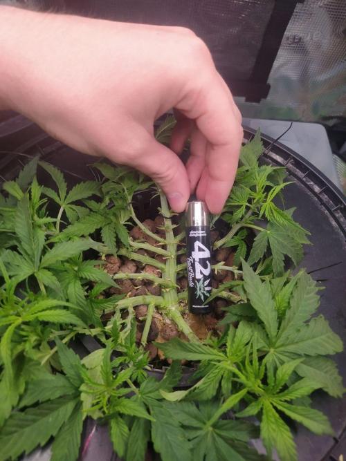 DWC Fast Buds Banana Purple Punch Auto. Week 7 - 13.2.2026