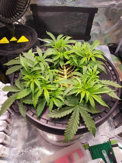 DWC Fast Buds Banana Purple Punch Auto. Week 7 - 14.2.2026