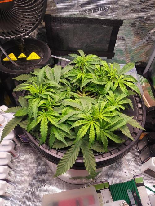 DWC Fast Buds Banana Purple Punch Auto. Week 7 - 15.2.2026