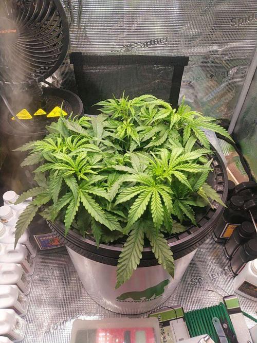 DWC Fast Buds Banana Purple Punch Auto. Week 7 - 16.2.2026