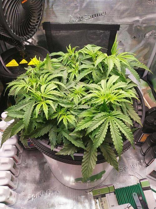 DWC Fast Buds Banana Purple Punch Auto. Week 7 - 17.2.2026