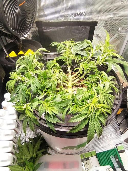 DWC Fast Buds Banana Purple Punch Auto. Week 7 - 17.2.2026