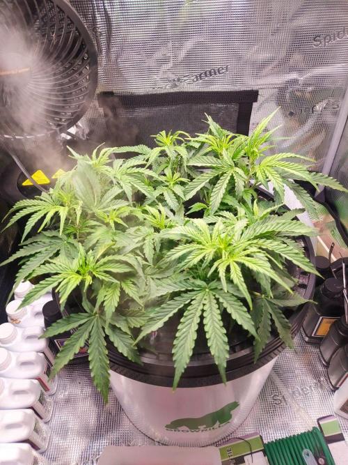 DWC Fast Buds Banana Purple Punch Auto. Week 7 - 18.2.2026