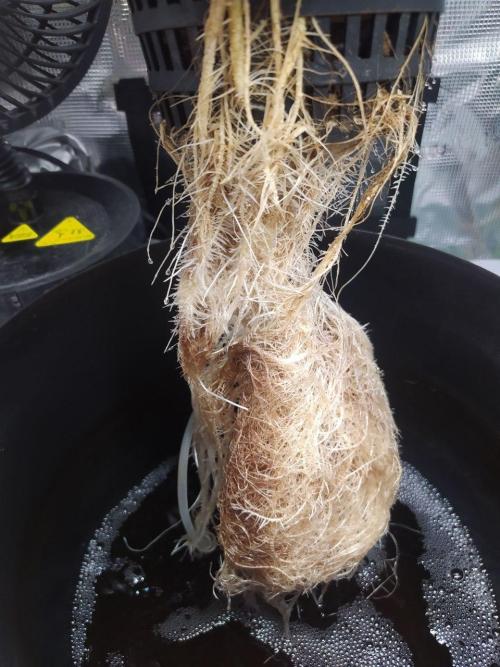 DWC Fast Buds Banana Purple Punch Auto. Week 7 - 18.2.2026