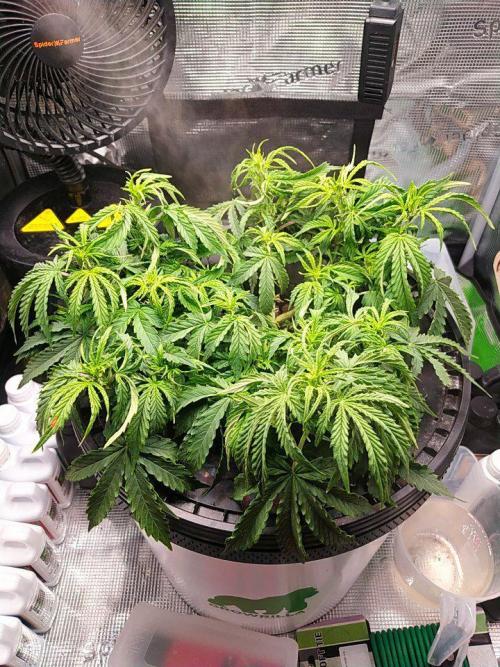 DWC Fast Buds Banana Purple Punch Auto. Week 8 - 19.2.2026
