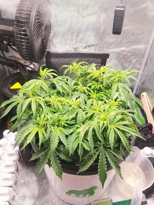 DWC Fast Buds Banana Purple Punch Auto. Week 8 - 20.2.2026