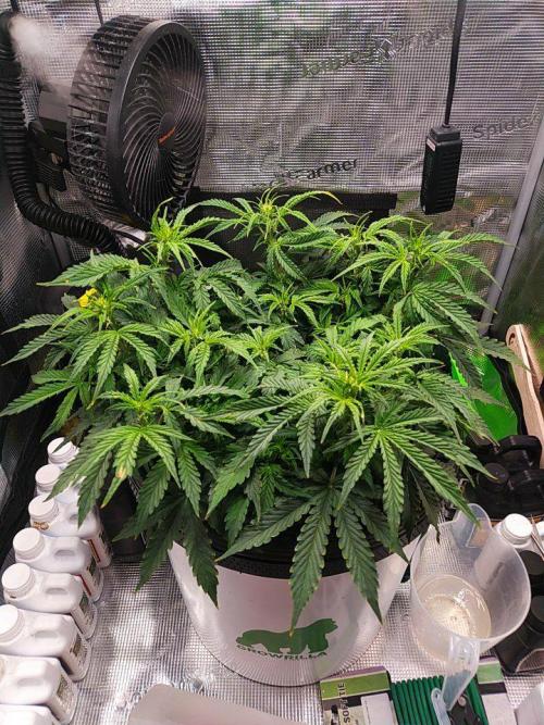 DWC Fast Buds Banana Purple Punch Auto. Week 8 - 21.2.2026