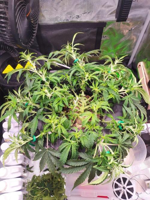 DWC Fast Buds Banana Purple Punch Auto. Week 8 - 21.2.2026