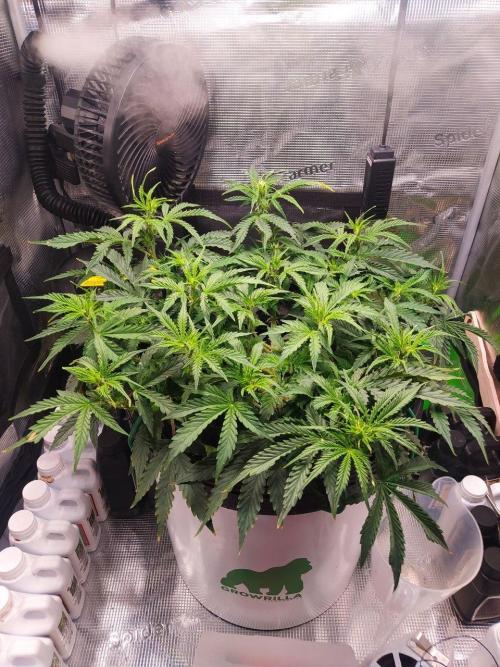 DWC Fast Buds Banana Purple Punch Auto. Week 8 - 22.2.2026
