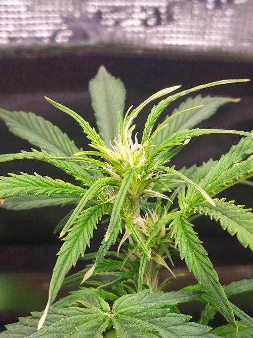 DWC Fast Buds Banana Purple Punch Auto. Week 8 - 22.2.2026