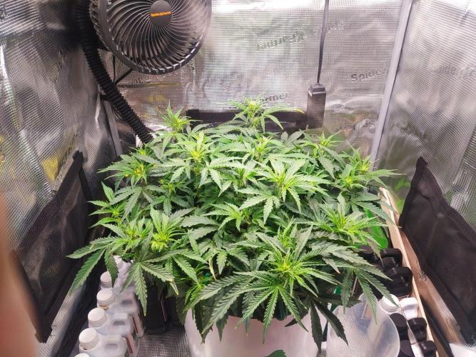 DWC Fast Buds Banana Purple Punch Auto. Week 8 - 23.2.2026