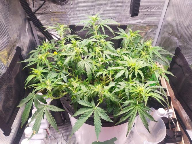 DWC Fast Buds Banana Purple Punch Auto. Week 8 - 23.2.2026