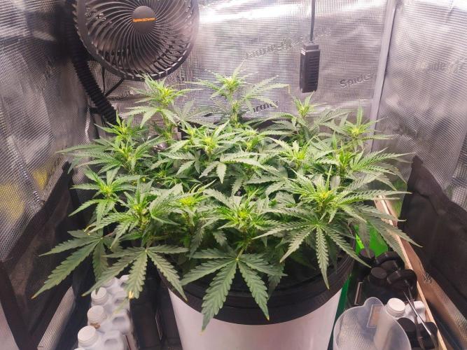 DWC Fast Buds Banana Purple Punch Auto. Week 8 - 24.2.2026