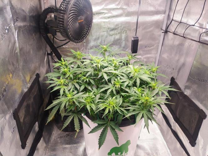 DWC Fast Buds Banana Purple Punch Auto. Week 8 - 25.2.2026