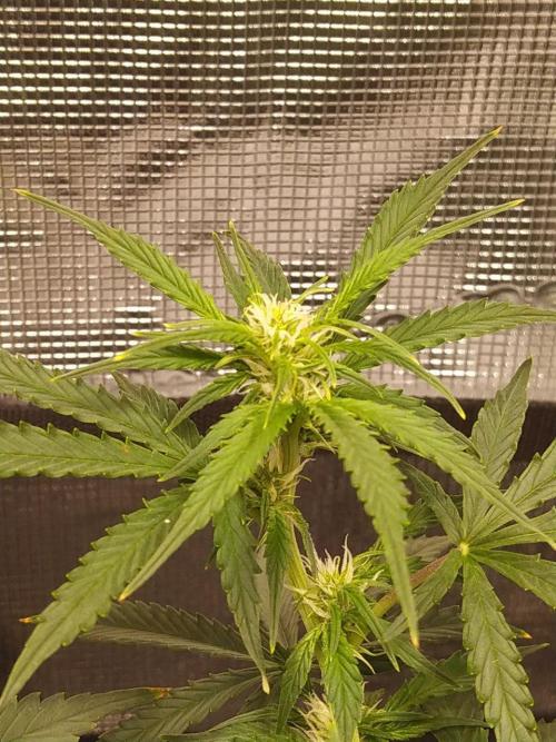 DWC Fast Buds Banana Purple Punch Auto. Week 8 - 25.2.2026