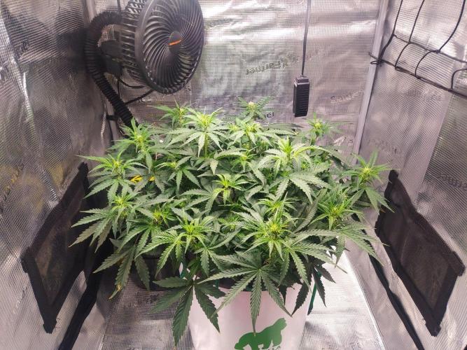 DWC Fast Buds Banana Purple Punch Auto. Week 9 - 26.2.2026