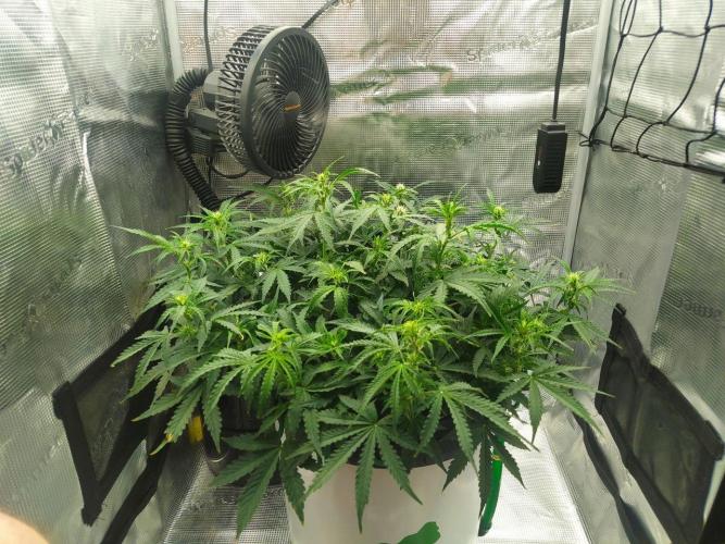DWC Fast Buds Banana Purple Punch Auto. Week 9 - 27.2.2026