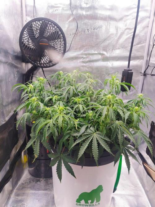 DWC Fast Buds Banana Purple Punch Auto. Week 9 - 28.2.2026