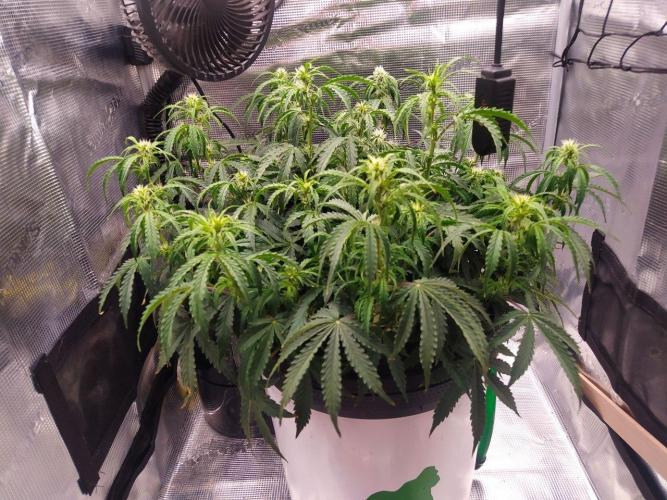 DWC Fast Buds Banana Purple Punch Auto. Week 9 - 1.3.2026
