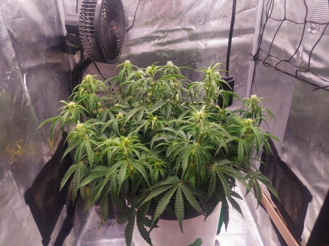 DWC Fast Buds Banana Purple Punch Auto. Week 9 - 2.3.2026