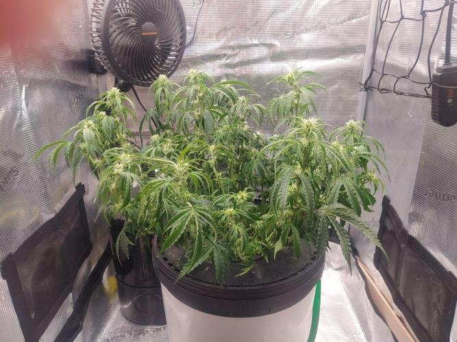 DWC Fast Buds Banana Purple Punch Auto. Week 9 - 2.3.2026