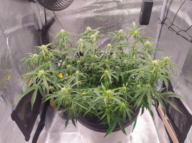 DWC Fast Buds Banana Purple Punch Auto. Week 9 - 3.3.2026
