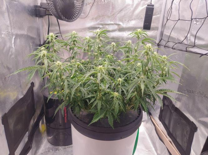 DWC Fast Buds Banana Purple Punch Auto. Week 9 - 4.3.2026
