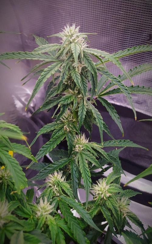 DWC Fast Buds Banana Purple Punch Auto. Week 9 - 4.5.2026