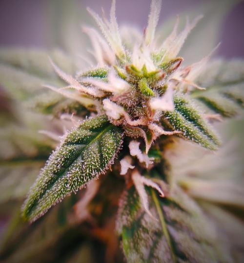 DWC Fast Buds Banana Purple Punch Auto. Week 10