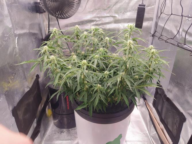 DWC Fast Buds Banana Purple Punch Auto. Week 10 - 5.3.2026
