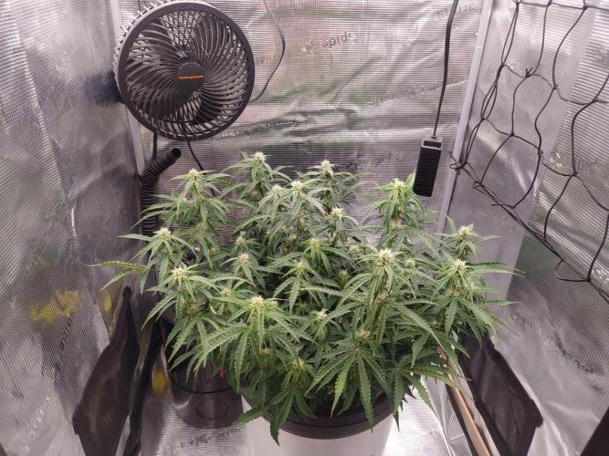 DWC Fast Buds Banana Purple Punch Auto. Week 10 - 6.3.2026