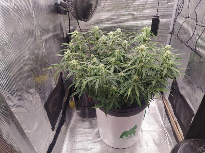 DWC Fast Buds Banana Purple Punch Auto. Week 10 - 7.3.2026