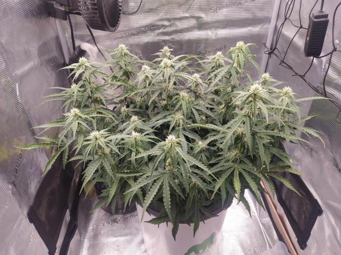 DWC Fast Buds Banana Purple Punch Auto. Week 10 - 8.3.2026
