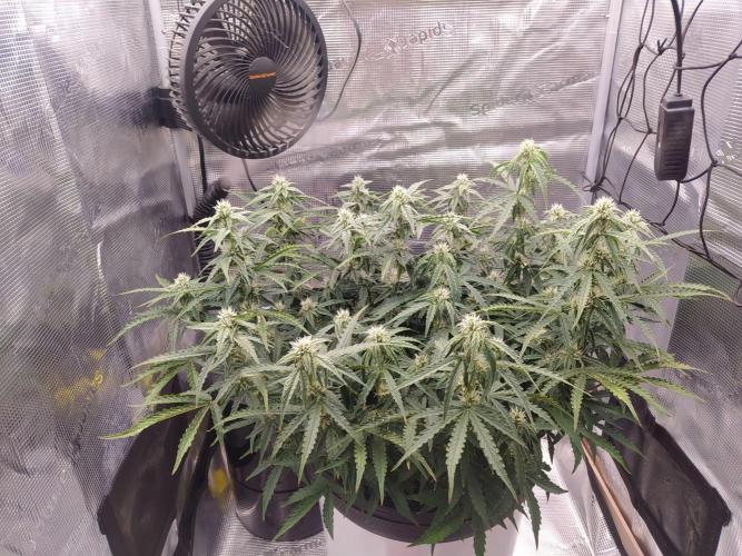 DWC Fast Buds Banana Purple Punch Auto. Week 10 - 9.3.2026