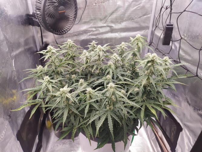 DWC Fast Buds Banana Purple Punch Auto. Week 10 - 10.3.2026